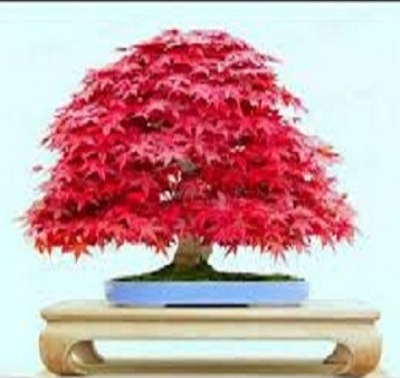Picture of Canada Mini Red Maple Bonsai Garden Diy Bonsai Maple Tree-15 Pcs SeedS