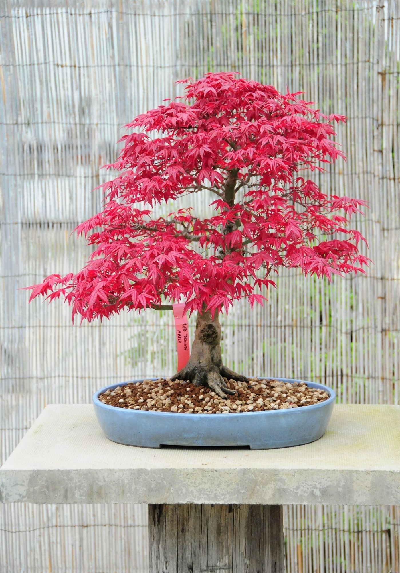 Picture of Canada Mini Red Maple Bonsai Garden Diy Bonsai Maple Tree-15 Pcs SeedS