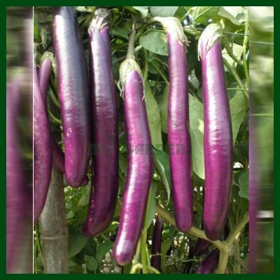 Picture of 15 Pcs Natural Long Brinjal SeedS