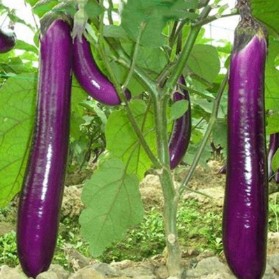 Picture of 15 Pcs Natural Long Brinjal SeedS