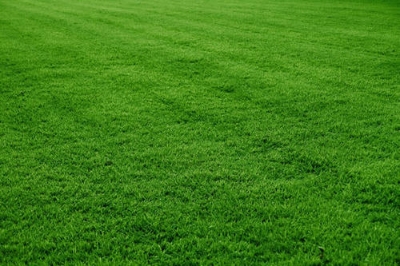 Picture of All Season Lawn Grass Seeds  - 220+ Pcs SeedS