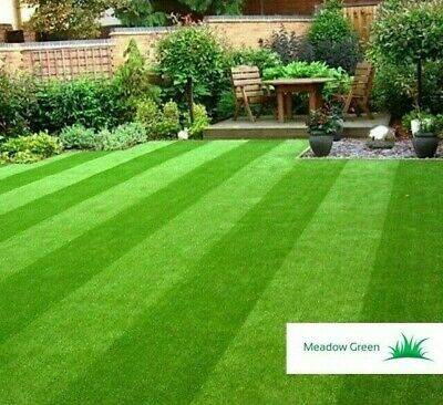 Picture of All Season Lawn Grass Seeds  - 220+ Pcs SeedS