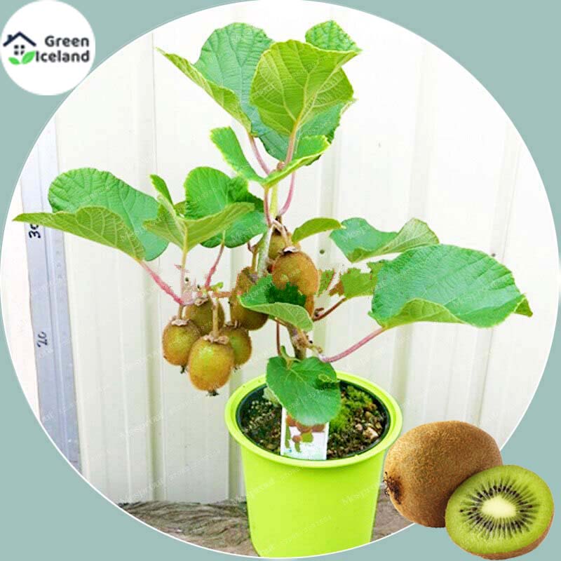 Picture of All Season Mini Kiwi Fruit Bonsai Seeds - 30 Pcs SeedS