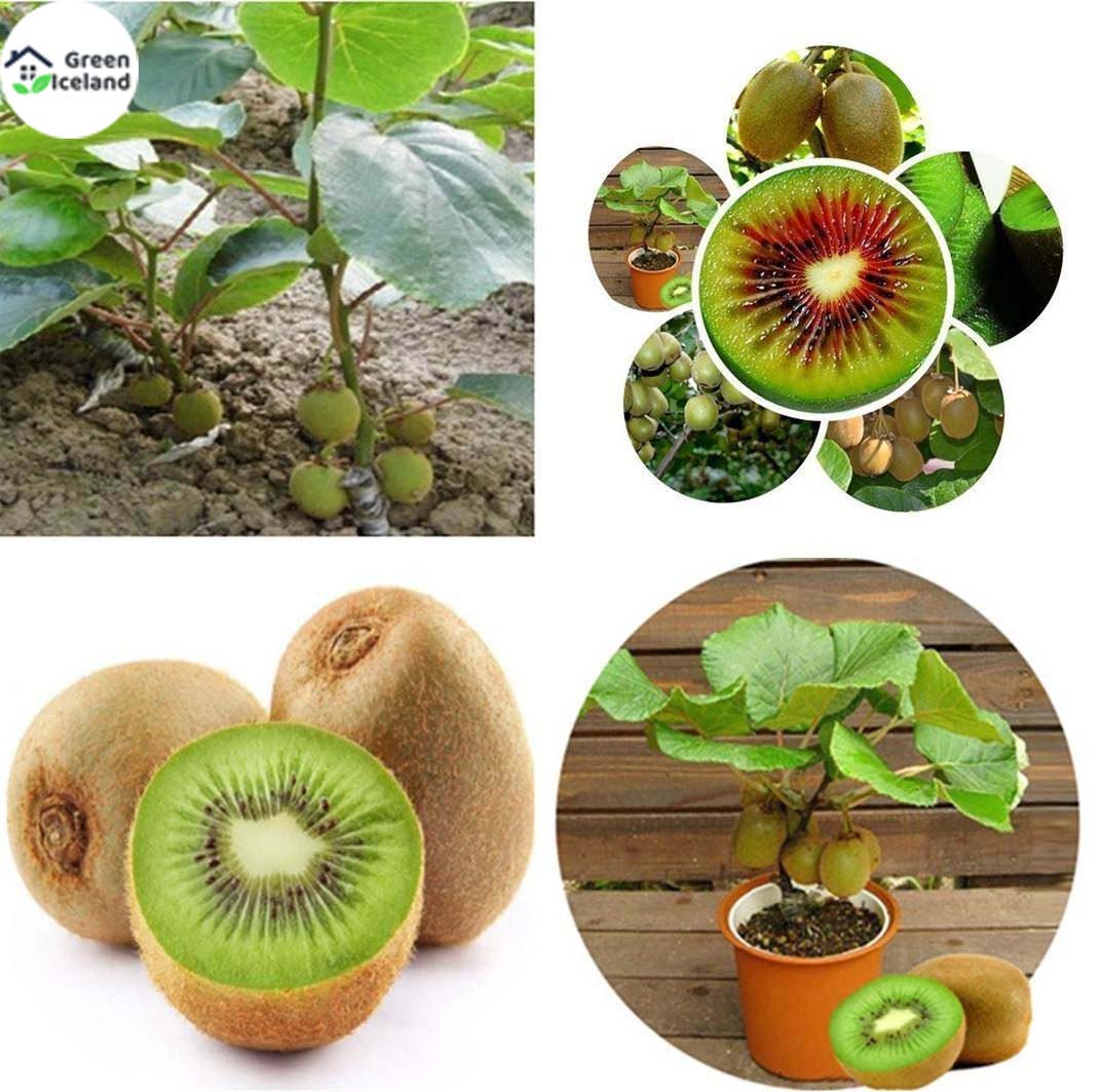 Picture of All Season Mini Kiwi Fruit Bonsai Seeds - 30 Pcs SeedS