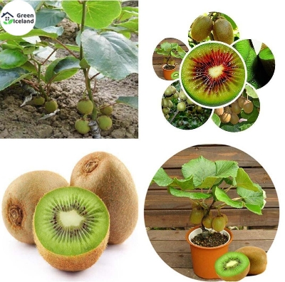Picture of All Season Mini Kiwi Fruit Bonsai Seeds - 30 Pcs SeedS