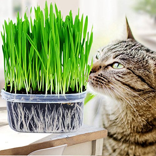 Picture of All Season Cat Grass Foliage Plant Bonsai Seeds - 250+ Pcs SeedS