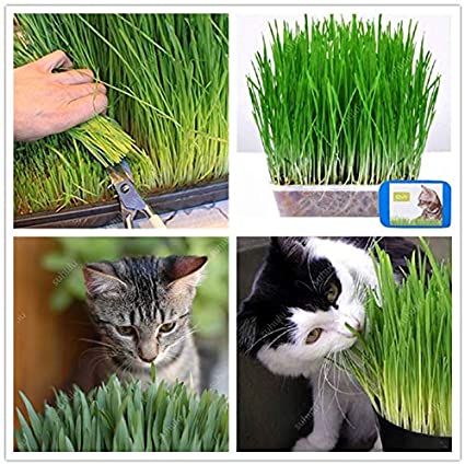 Picture of All Season Cat Grass Foliage Plant Bonsai Seeds - 250+ Pcs SeedS
