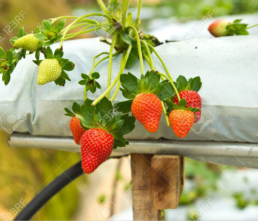 Picture of Red Strawberry Seeds Global Seeds -25pcs Seeds
