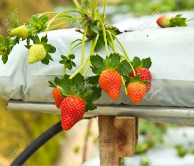 Picture of Red Strawberry Seeds Global Seeds -25pcs Seeds
