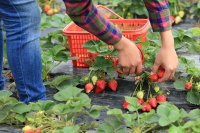 Picture of Red Strawberry Seeds Global Seeds -25pcs Seeds