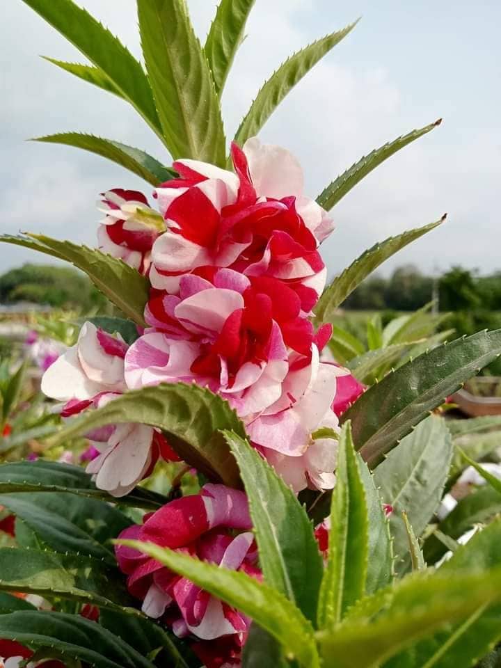 Picture of All Season Balsam Flower Seeds - 15 Pcs SeedS