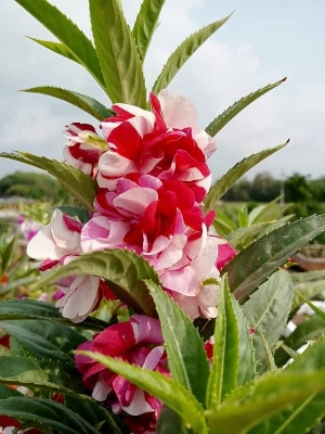 Picture of All Season Balsam Flower Seeds - 15 Pcs SeedS