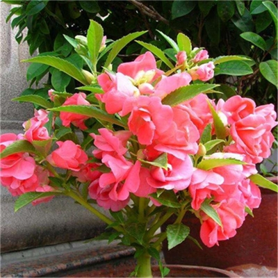 Picture of All Season Balsam Flower Seeds - 15 Pcs SeedS