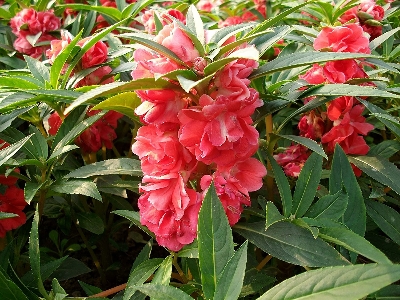 Picture of All Season Balsam Flower Seeds - 15 Pcs SeedS