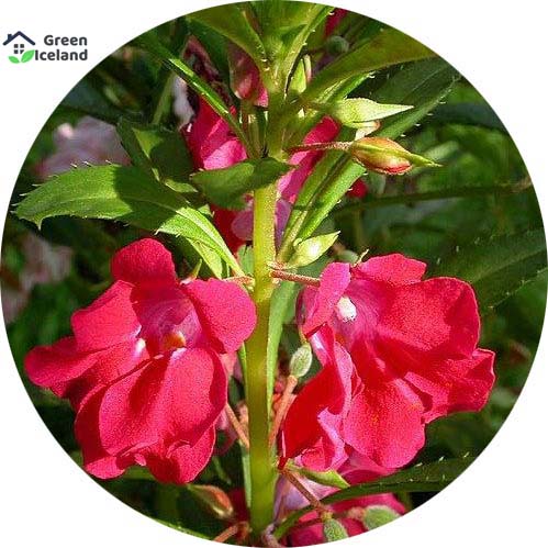 Picture of All Season Balsam Flower Seeds - 15 Pcs SeedS