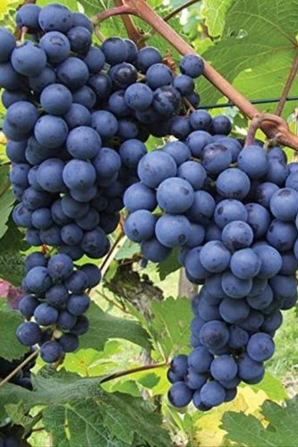 Picture of 15 Pcs Black Grape Seeds - 15 Pcs Seeds (Imported Global Seeds)