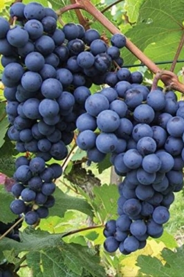 Picture of 15 Pcs Black Grape Seeds - 15 Pcs Seeds (Imported Global Seeds)