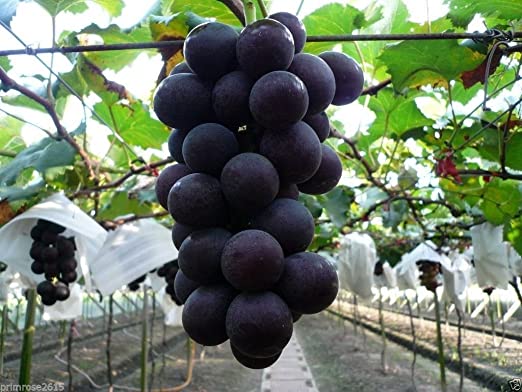 Picture of 15 Pcs Black Grape Seeds - 15 Pcs Seeds (Imported Global Seeds)
