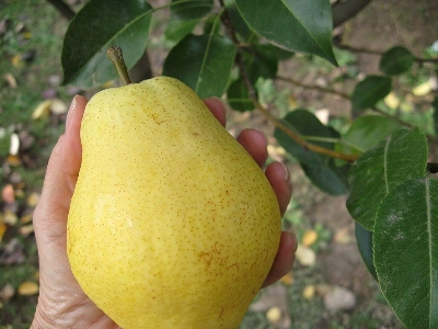 Picture of Pear Tree Seeds -15 pcs (Imported Global SeedS)