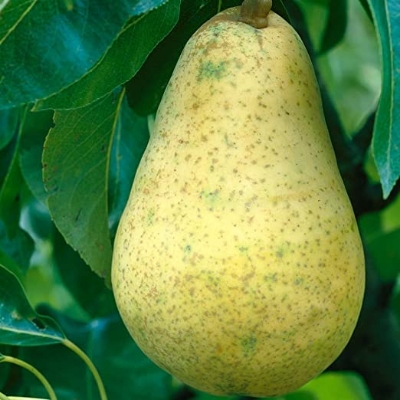 Picture of Pear Tree Seeds -15 pcs (Imported Global SeedS)