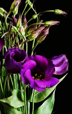 Picture of 5 Pcs Natural Eustoma Flower bonsai Seeds - 5 Pcs SeedS