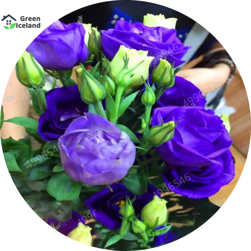 Picture of 5 Pcs Natural Eustoma Flower bonsai Seeds - 5 Pcs SeedS