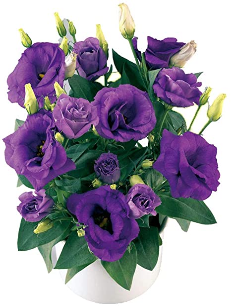 Picture of 5 Pcs Natural Eustoma Flower bonsai Seeds - 5 Pcs SeedS