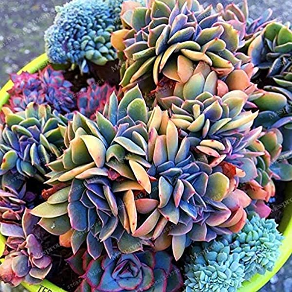 Picture of Rare Succulents garden Potted Flower flores colorful flower Pseudotruncatella Office Bonsai Plants & seeds Flower-15Pcs seedS