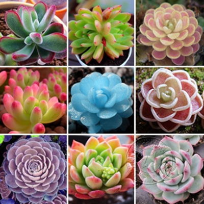 Picture of Rare Succulents garden Potted Flower flores colorful flower Pseudotruncatella Office Bonsai Plants & seeds Flower-15Pcs seedS