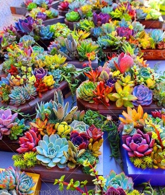 Picture of Rare Succulents garden Potted Flower flores colorful flower Pseudotruncatella Office Bonsai Plants & seeds Flower-15Pcs seedS