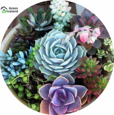 Picture of Rare Succulents garden Potted Flower flores colorful flower Pseudotruncatella Office Bonsai Plants & seeds Flower-15Pcs seedS