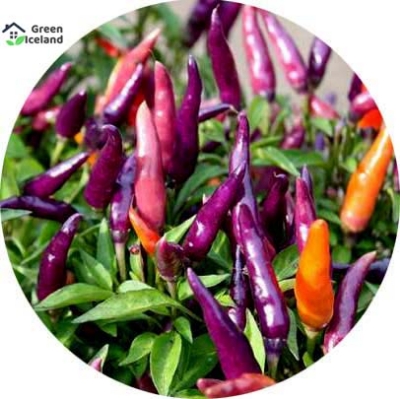 Picture of Ornamental Chili Seeds - 20 Pcs SeedS
