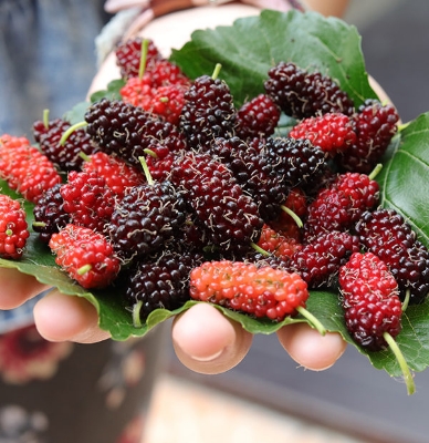 Picture of Rare 30 Pcs Red Mulberry Seeds - 30 Pcs SeedS