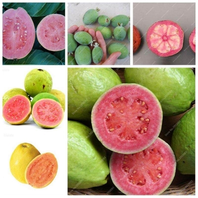 Picture of Guava Delicious Tropical Tree Seeds - 20 pcs