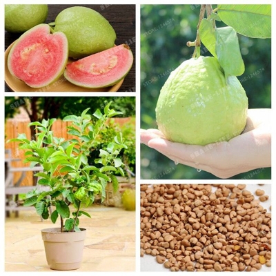 Picture of Guava Delicious Tropical Tree Seeds - 20 pcs