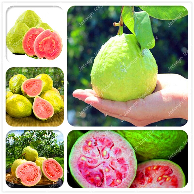 Picture of Guava Delicious Tropical Tree Seeds - 20 pcs