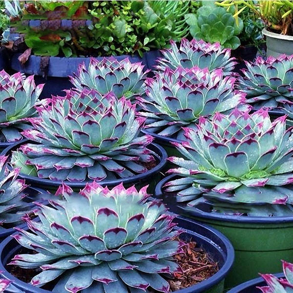 Picture of Rare Succulent flores SeedS - 15 Pcs Seeds (Imported Seeds)