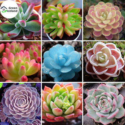 Picture of Rare Succulent flores SeedS - 15 Pcs Seeds (Imported Seeds)