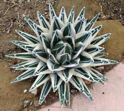 Picture of Rare Succulent flores SeedS - 15 Pcs Seeds (Imported Seeds)