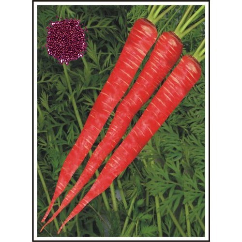 Picture of All Season Carrot Seeds  - 50+ Pcs Seeds