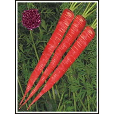 Picture of All Season Carrot Seeds  - 50+ Pcs Seeds