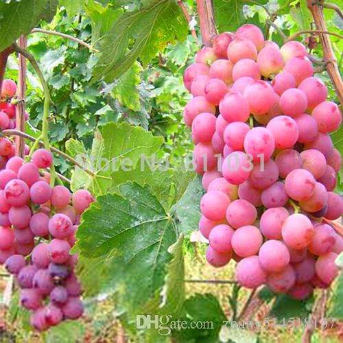 Picture of 10+Pcs Red Pearl Raisin Fruit seeds Bonsai Orchard Sweet Grape seeds Farm Outdoor Bonsai Plants Potted for Home Garden Supplies-10Pcs seedS