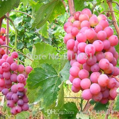 Picture of 10+Pcs Red Pearl Raisin Fruit seeds Bonsai Orchard Sweet Grape seeds Farm Outdoor Bonsai Plants Potted for Home Garden Supplies-10Pcs seedS