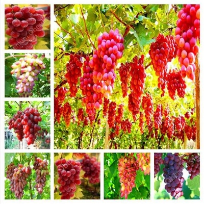 Picture of 10+Pcs Red Pearl Raisin Fruit seeds Bonsai Orchard Sweet Grape seeds Farm Outdoor Bonsai Plants Potted for Home Garden Supplies-10Pcs seedS