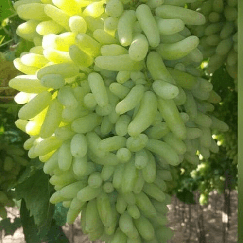 Picture of All Season Grape SeedS - 20 Pcs SeedS