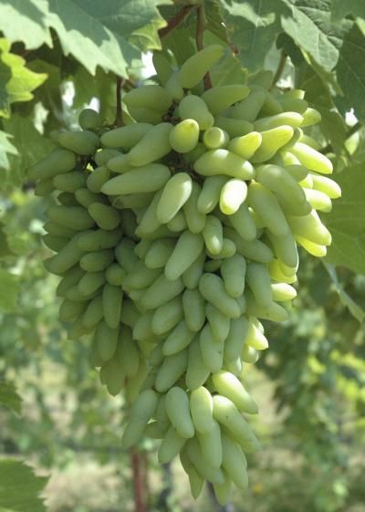 Picture of All Season Grape SeedS - 20 Pcs SeedS