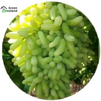Picture of All Season Grape SeedS - 20 Pcs SeedS