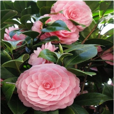 Picture of Rear Camellia Seed/ 5 pcs global seeds