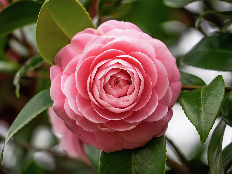 Picture of Rear Camellia Seed/ 5 pcs global seeds