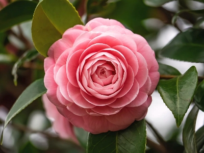 Picture of Rear Camellia Seed/ 5 pcs global seeds